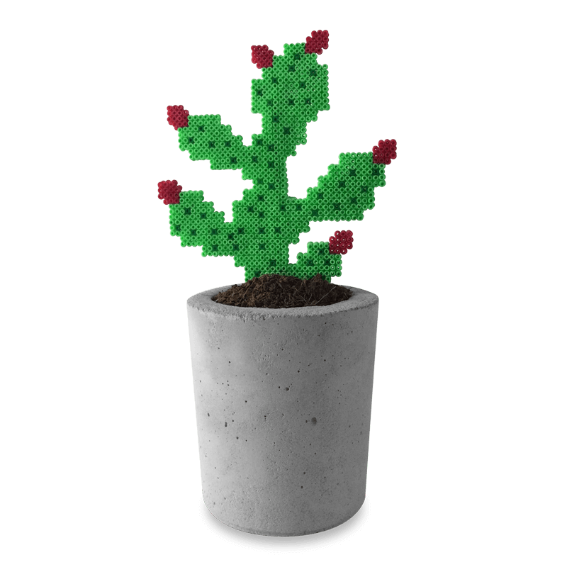 Kaktus – der Vierarmige