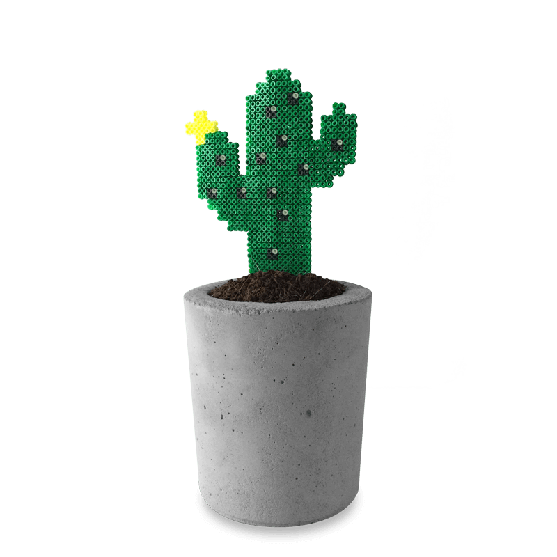 Kaktus – der Zweiarmige
